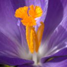 Fleurs