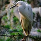 Little Egret