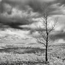 Solitary tree