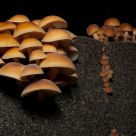 Mushrooms on a stump