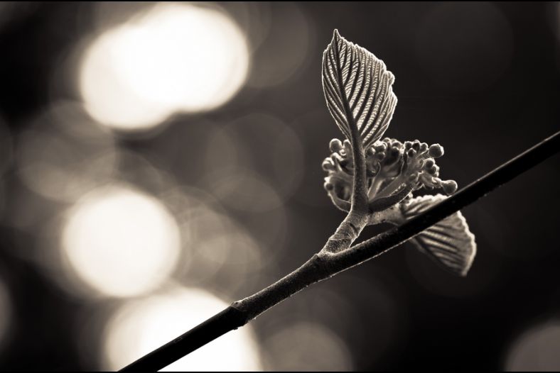 Leaf and Light