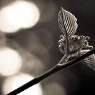 Leaf and Light
