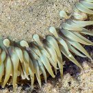 Anemone Arms Close Up