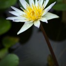Lily above ground