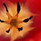 The tulip