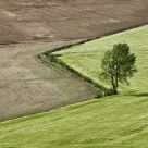 Lone tree