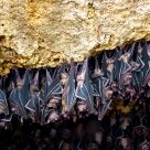 The colony