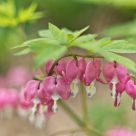 Lamprocapnos spectabilis