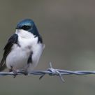 Bird on a Wire