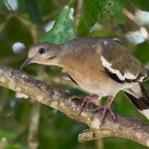 Mourning Dove