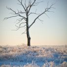 The tree