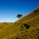 One tree hill