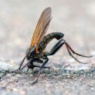 dancing fly