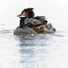 the familie crested grebe