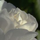 white rose with diamond