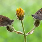 Lycaenidae Vs Nymphalidae Satyrinae