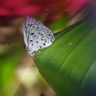 Butterfly under light