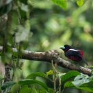Black-and-Red Broadbill