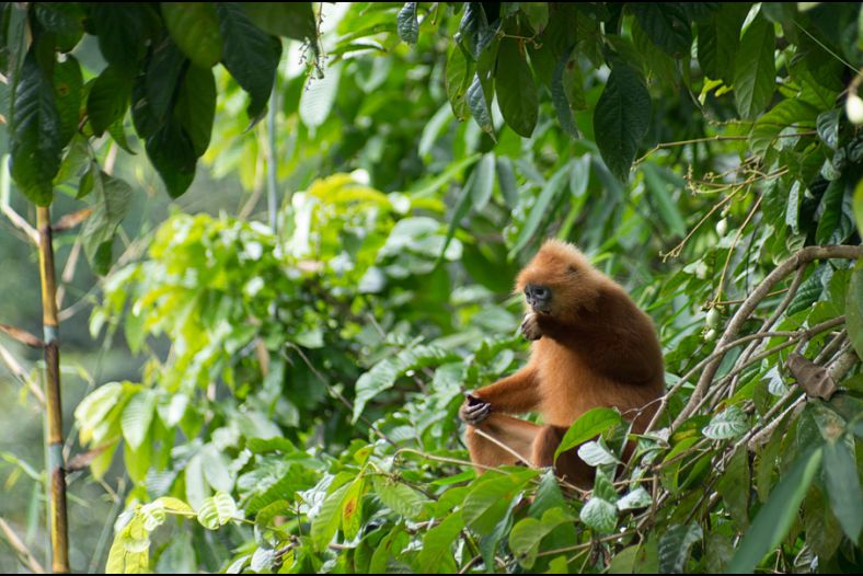 Maroon Leaf Monkey