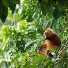 Maroon Leaf Monkey