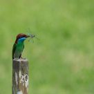 Blue-throated Bee-Eater