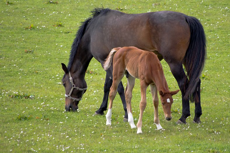 Mother and Son