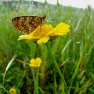 Borboleta (Butterfly) Melitaea deion