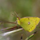 Borboleta (Butterfly) Colias croceus