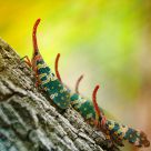 Insect family