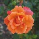 Desert Rose