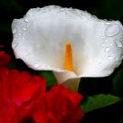 Calla