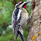Yellow-bellied Sapsucker