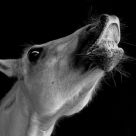 Laughing Horse