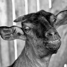 Smiling Goat