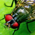 Fly top View