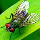 Fly top view
