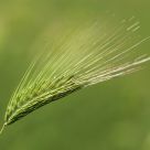 Wild wheat