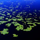Water Plant