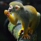 Squirrel Monkey