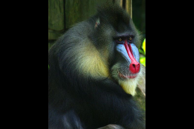 Mandrill