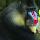 Mandrill