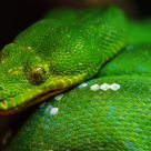 Snake