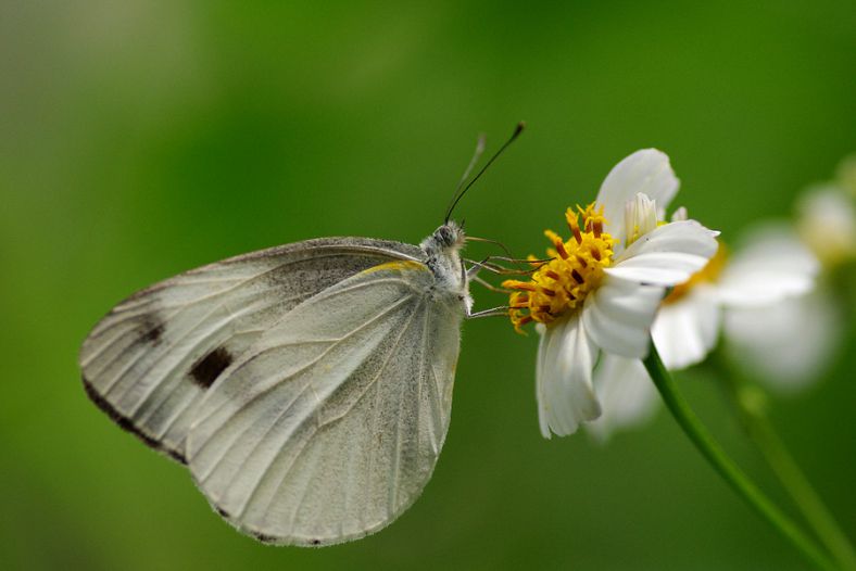 daisy and the butterfly