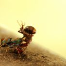 killing field (ant)