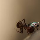the dealth of an ant