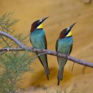 Bee-eaters