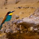 Bee-eater