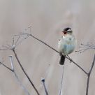singing its heart out