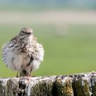 fluffy meadow pipit