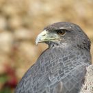 Rapaces
